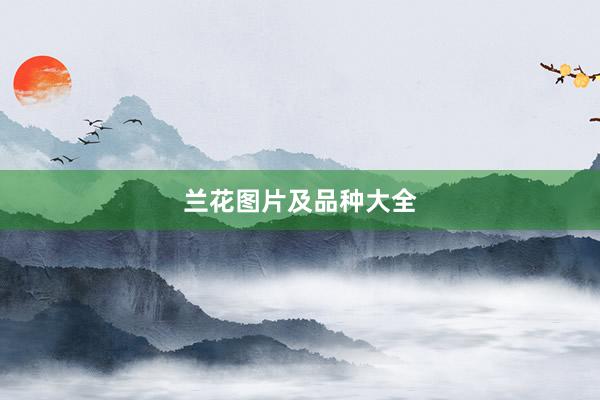 兰花图片及品种大全